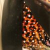 GK FIGURE SKATE DRESS ADULT SMALL JUNGLE BOOGIE CAMI STRAPPY BLACK VELVET AS NWT - Image 5