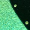 GK GREEN SPARKLE VELVET ADULT SMALL KIWI JA GYMNASTICS DANCE CHEER LEOTARD AS - Image 2